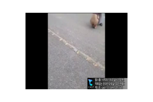 보지넷 야동 사이트