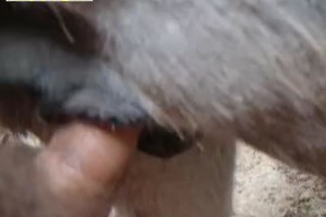 보지넷 야동 사이트