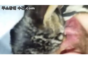 보지넷 야동 사이트