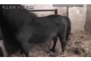 보지넷 야동 사이트