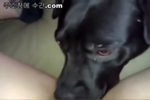 보지넷 야동 사이트
