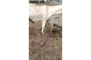 보지넷 야동 사이트