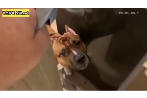 보지넷 야동 사이트