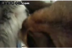 보지넷 야동 사이트