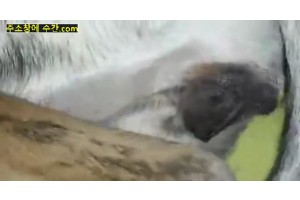보지넷 야동 사이트
