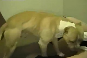 보지넷 야동 사이트