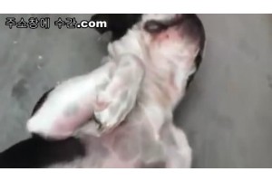 보지넷 야동 사이트