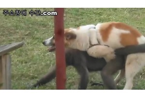 보지넷 야동 사이트