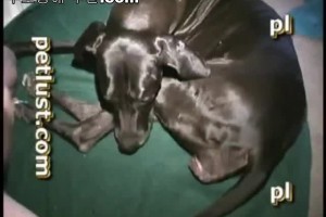보지넷 야동 사이트