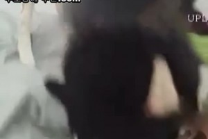 보지넷 야동 사이트