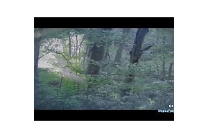 보지넷 야동 사이트