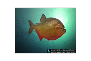 보지넷 야동 사이트